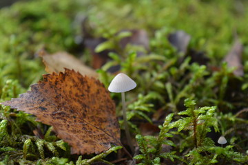 A small fungus next to a leaf in the autumn forest
