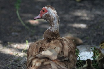 Countryside life and nature