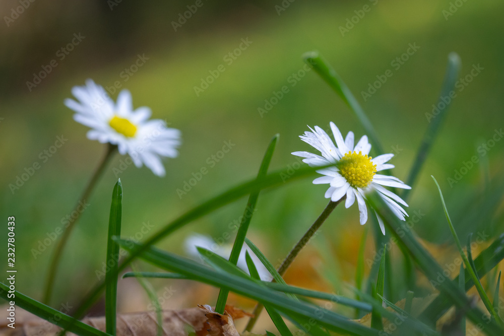 Poster beauty in nature