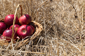 fresh red apples in the wicker basket in the field.