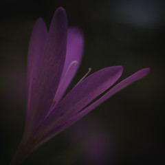 Fototapeta premium beauty in nature
