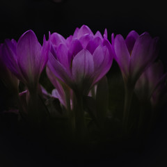 Fototapeta premium beauty in nature