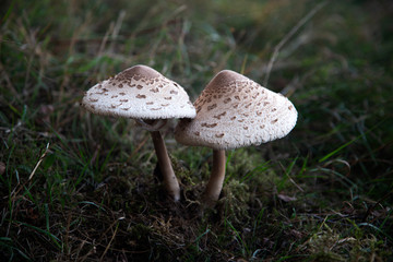 Two parasol mushrooms (Macrolepiota procera or Lepiota procera), Maasduinen National Park, Limburg,...