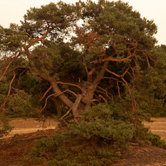 Scots pine (Pinus sylvestris) in evening light, Maasduinen National Park, Limburg, Netherlands © roelmeijer