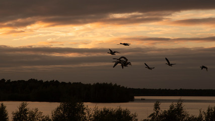 Fototapeta na wymiar Sunset and geese over Lake Reinders in Maasduinen National Park. Limburg, Netherlands
