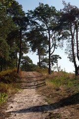 Fototapeta na wymiar Sandy path between Scots pines in Maasduinen National Park, Limburg, Netherlands