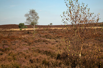 Withered heath due to hot dry summer, Maasduinen National Park, Limburg, Netherlands © roelmeijer