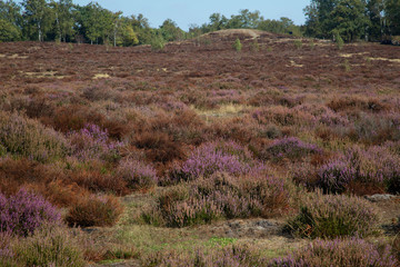 Withered heath due to hot dry summer, Maasduinen National Park, Limburg, Netherlands © roelmeijer