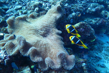 Underwater Fiji