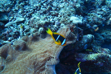 Underwater Fiji © androse