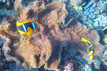 Underwater Fiji © androse