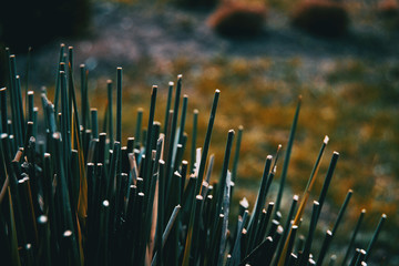 Close-up of cut plants