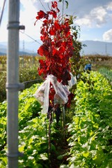 Lanscape view of the local greenery farm in Japan