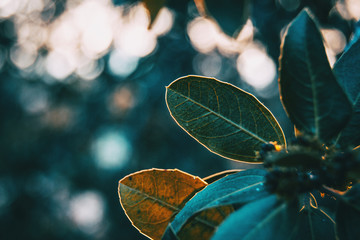 Green leaves of ligustrum lucidum