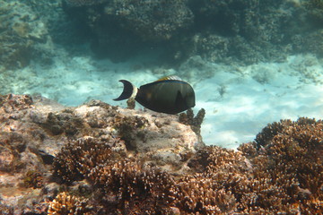 Underwater Fiji © androse