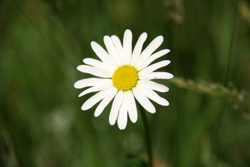 Une p&acirc;querette ardennaise 