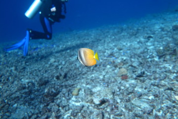 Underwater Fiji