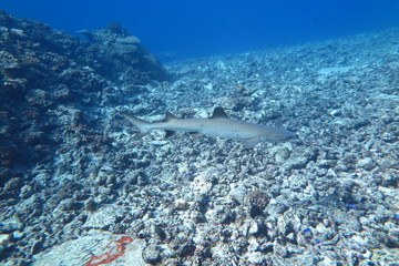 Underwater Fiji © androse