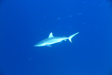 Underwater Fiji