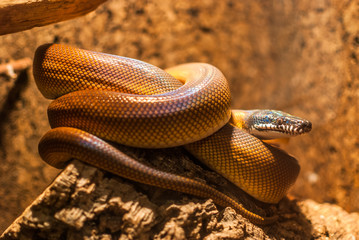 Weißlippenpython (Leiopython albertisii)
