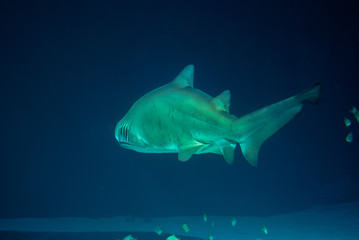 Hai im Wasser