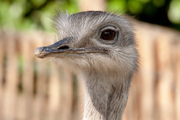 Nandoe portret © photoPepp