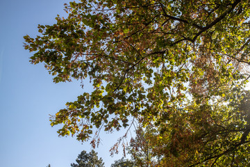 Herbst in der Sächsische Schweiz