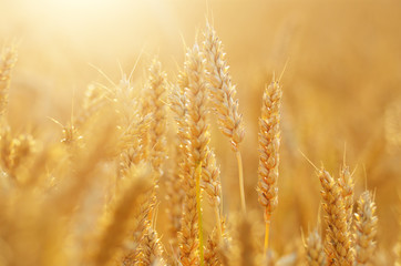 Fototapeta premium Wheat field under cloudy blue sky in Ukraine