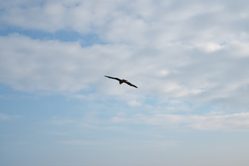 Black Kite Flying in the Sky