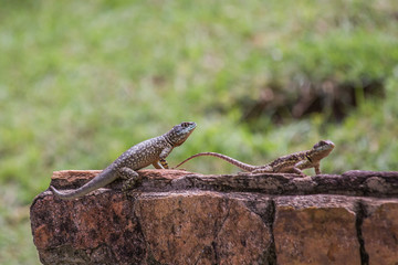 Pequeno lagarto selvagem azul na grama verde do parque em busca de alimento