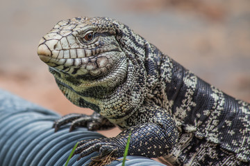 Obraz premium Iguana réptil gigante dragão da atualidade em busca de seurança e alimento