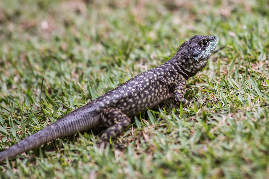 Pequeno lagarto selvagem azul na grama verde do parque em busca de alimento