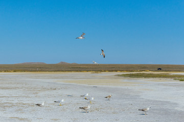 Seagulls on the beach