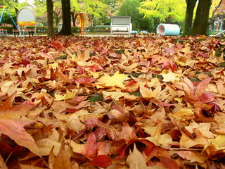 モミジバフウの枯葉散る公園風景