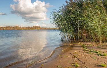 Waving reed plumes on the sandy beach on the banks of a wide Dutch river