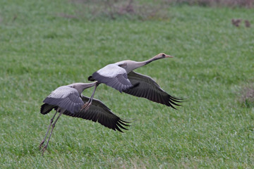 Common Crane (Grus grus), Greece