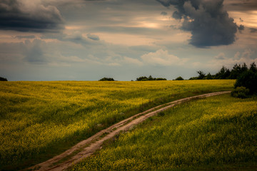 Naklejka premium Road in the yellow field