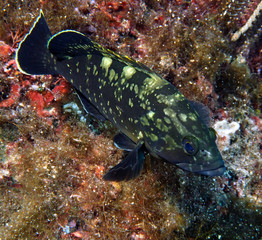 Scuba Diving Malta - Ras in-Newwiela dive site, Gozo