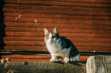 cat sitting on the fence