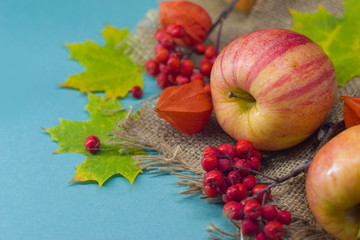 Apples and Rowan berries and orange physalis and green maple leaves on a napkin of burlap.