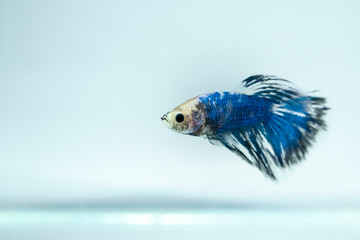 White blue, fancy Siamese fighting fish posing in the aquarium. Halfmoon Betta Splendens species.