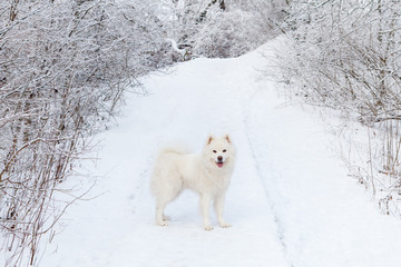White, fluffy dog Samoyed walks through the winter forest.
