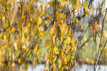 yellow autumn birch leaves on twig on sunny day
