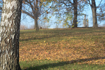 Naklejka na ściany i meble birch in autumnal park