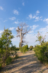 Landscape - tree, blue sky and white clouds