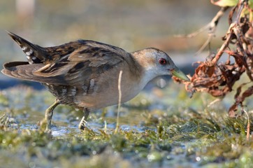 Little Crake (Porzana parva), Greece