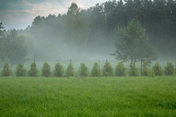 Lawn and hedge of thujas Brabant amid forests, misty morning. Autumn or summer background