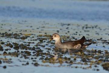 Moorhen (Gallinula chloropus), Crete, Greece