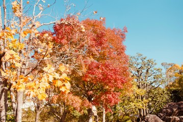 日本庭園の紅葉