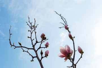 Beautiful magnolia flowers background. Floral spring background. Magnolia tree in bloom on a spring warm and sunny afternoon. Against blue sky..